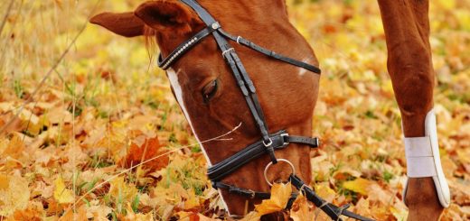 cheval-bridon-equitation