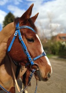 bridon équitation bleu