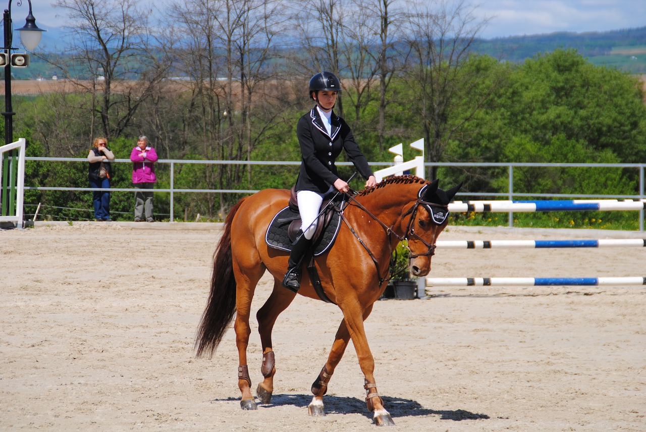 Équipements équitation : Licols, brides, sangles | Pravins Sellier Équipements équitation : Licols, brides, sangles | Pravins Sellier