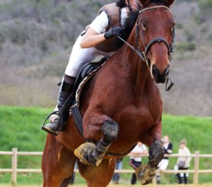 Pantalon équitation blanc et saut d'obstacles