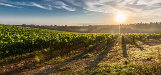 Qu’est-ce que le vin bio ?